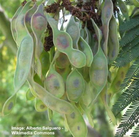 Acacia Trees Types Leaves Flowers Thorns Identification With