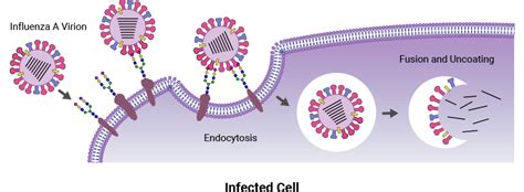 Glycans And Disease Glytech Inc