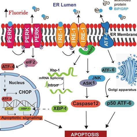 Fluoride Induce Apoptosis Via Endoplasmic Reticulum Stress Pathway