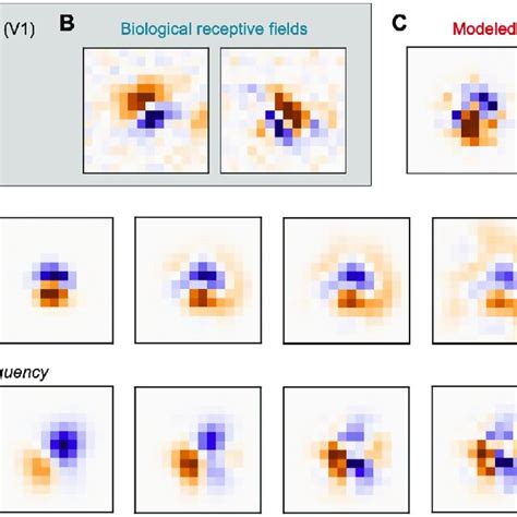 Random Receptive Field Model Of Primary Visual Cortex V1 A Diagram Download Scientific