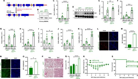 Irf Inhibits Inflammatory Signaling Pathways In Macrophages To Prevent