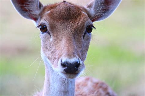 Doe A Deer By Arcticfoxy On Deviantart