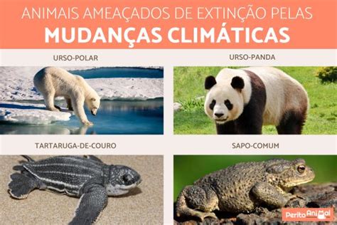 Animais Amea Ados De Extin O Pelas Mudan As Clim Ticas