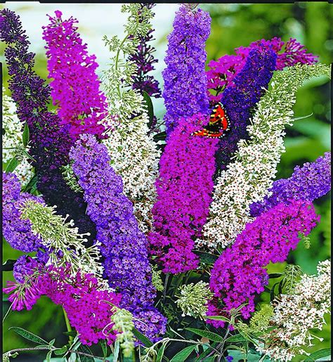 Illatos Ny Ri Orgona Buddleja Davidii K K V S Rl Sa Obi