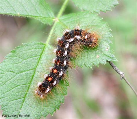 Poisonous caterpillars infest Spurn Point in England | Dear Kitty. Some ...