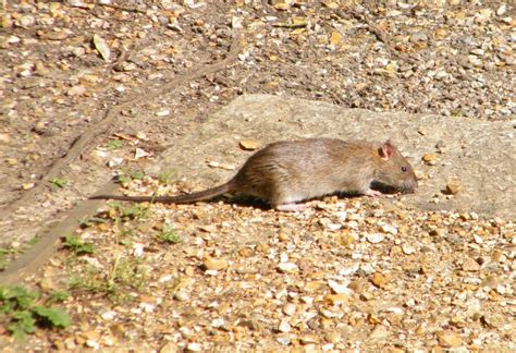 Brown Rat - Rattus norvegicus, species information page