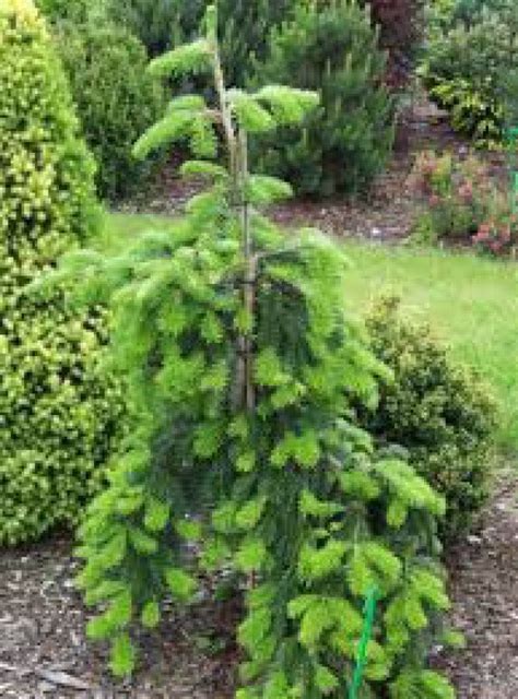 Abies Veitchii Pendula 12 Tall 1 Gallon Pot Etsy