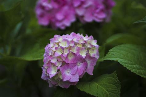 Hortensia Fleur Fleurs La Photo Gratuite Sur Pixabay Pixabay