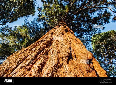 Sequoiadendron Giganteum Giant Sequoia Giant Redwood Sierra Redwood