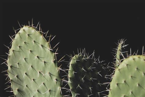 250 Engaging Cactus Photos · Pexels · Free Stock Photos