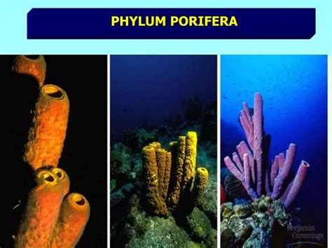 Ppt Phylum Porifera Powerpoint Presentation Free Download Id1245516