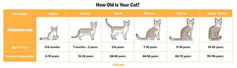 Cat Age Calculator - Cats.com