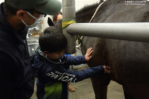 ひだかうまキッズ探検隊が獣医師の仕事を体験 馬産地ニュース 競走馬のふるさと案内所