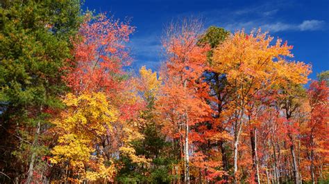 New England Forests: New Film: The Magic Maples of New England