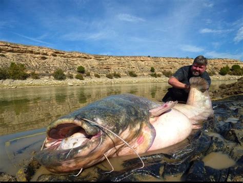 Angler Reels In Catch Of A Lifetime In Monster 234 Pound Catfish