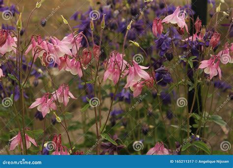 Pink and Purple Columbine Flowers Closeup in Summer Stock Image - Image ...