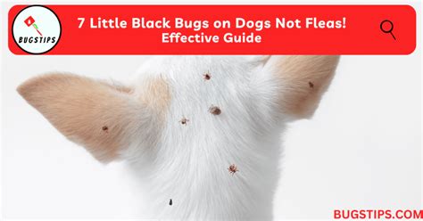 Small Black Bugs On Dog Catalog Sale | legademahunting.co.za