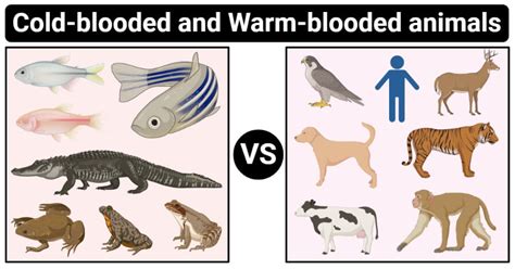 Cold-Blooded vs. Warm-Blooded Animals: 16 Differences, Examples