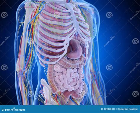 Abdominal Anatomy - Anatomy Of The Abdomen And Pelvis A Journey From Basis To Clinic Coursera ...