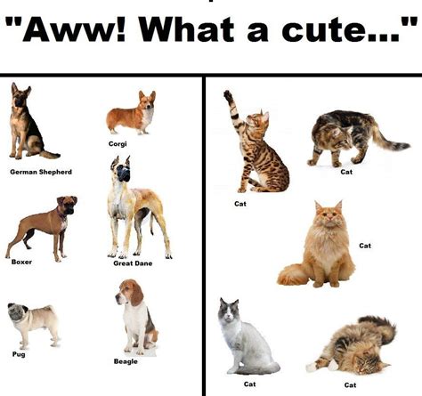 Which Cat Breed Is Best With Dogs At Emma Rouse Blog