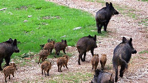 Peste Suina Coldiretti Liguria Allargare La Caccia Al Cinghiale