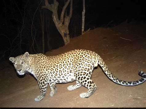 Stray Leopard That Brought Mercedes Benz Plant In Maharashtra To A Halt