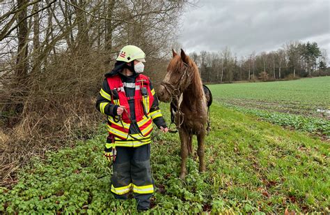 Dramatische Rettungsaktion Pferd Versinkt Bis Zur Brust Im Acker