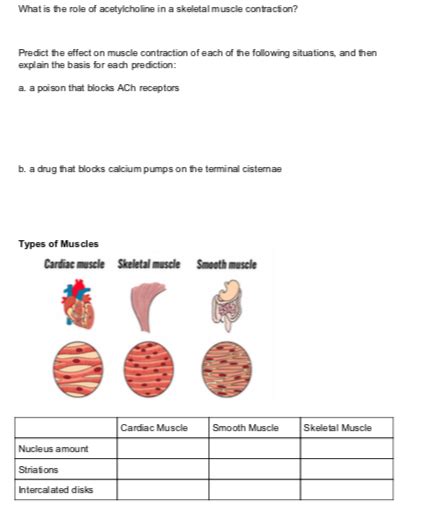 Solved What is the role of acetylcholine in a skeletal | Chegg.com