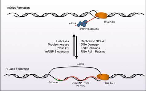 R Loops Formation Function And Relevance To Cell Stress