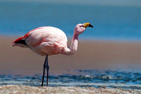 Best Andean Flamingo Stock Photos Pictures And Royalty Free Images Istock