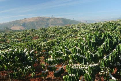 Tanzania Agriculture Information About Agriculture In Tanzania