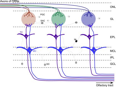 Basic Model Of The Olfactory Bulb Organization The Ob Has A Laminar