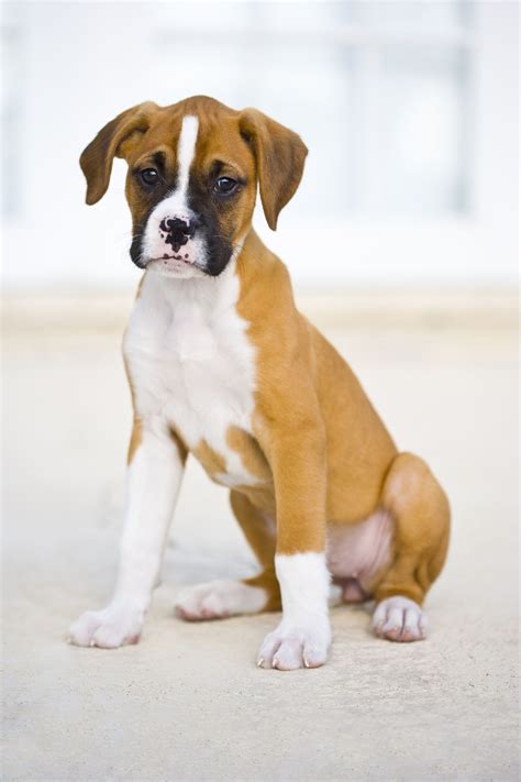 Meet The Miniature Boxer A Mix Breed Of Boxer And Boston Terrier Artofit
