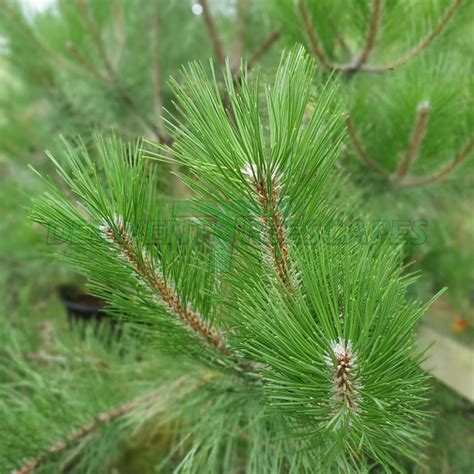 Pinus Sylvestris Scots Pine 5l