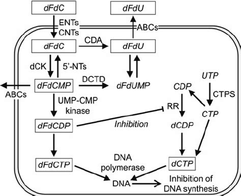 Schematic Illustration Of Transport And Metabolism Of Dfdc The