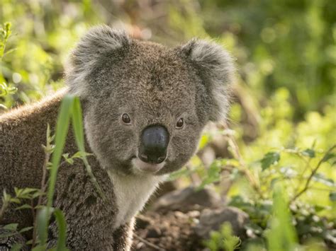 Nsw Qld And Act Officially List Koalas As Endangered Species The