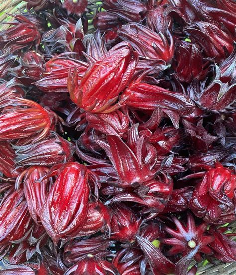 Groseille Pays Les Jardins De Nini