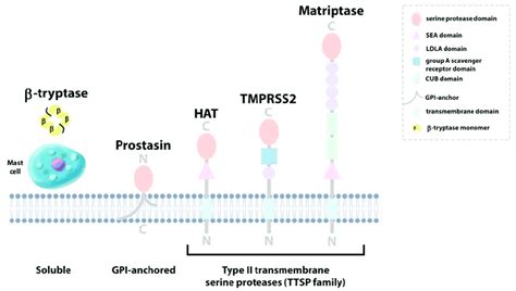 Airway Trypsin Like Proteases Tlps β Tryptase Is Released From Mast