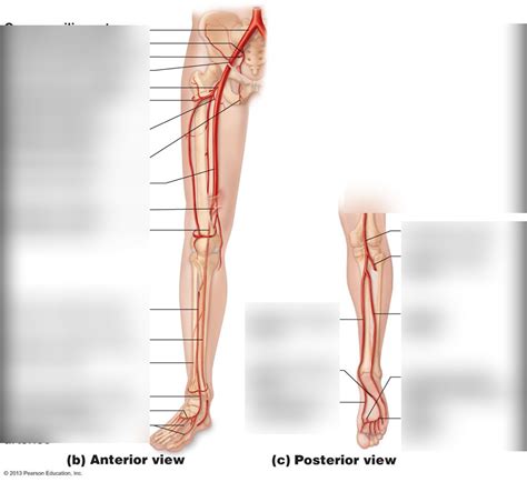 Major Arteries Of The Lower Limb Diagram Quizlet