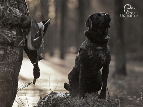 Black Lab Hunting Wallpaper