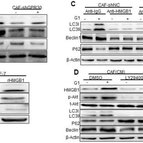 Phosphorylated Akt Is Involved In Hmgb1 Mediated Autophagy A The