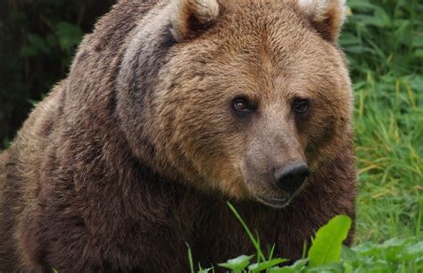 L Annuncio Choc Della Provincia Di Trento Abbiamo Abbattuto L Orso M