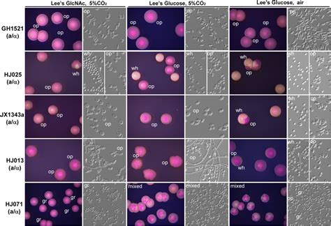 Whiteopaque Switching In Five Mtl Heterozygous Aα Isolates Of C Download Scientific