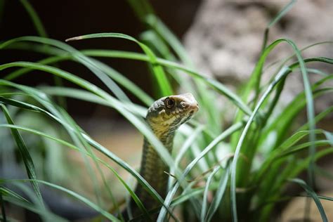 5 Snake Repellent Plants To Protect Your Yard Pest Control