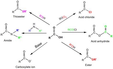 Cyclic Amide Hydrolysis