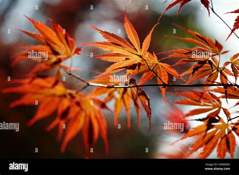 red canadian maple  res stock photography  images alamy