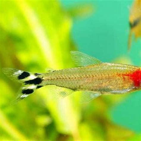 How Do Tetra Fish Get Their Color DIY Seattle