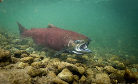 Springsummer Run Chinook Salmon Snake River Esu Species Conservation