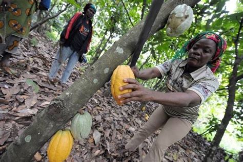 Relancer les filières café et cacao au Gabon Bongo Doit Partir Modwoam