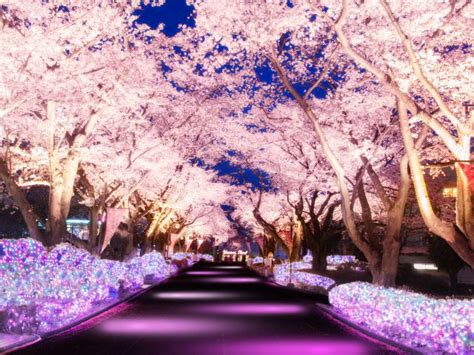 东京夜樱景点总整理去东京赏樱怎能错过夜晚的樱之美 好运日本行